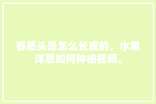 香葱头是怎么长成的，水果洋葱如何种植视频。 香葱头是怎么长成的，水果洋葱如何种植视频。 土壤施肥