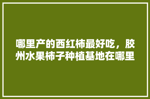 哪里产的西红柿最好吃，胶州水果柿子种植基地在哪里。 哪里产的西红柿最好吃，胶州水果柿子种植基地在哪里。 畜牧养殖