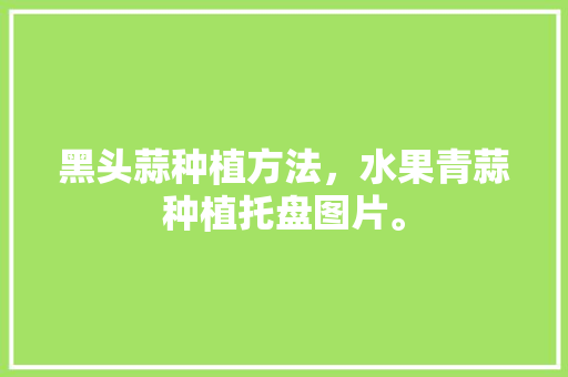 黑头蒜种植方法，水果青蒜种植托盘图片。 黑头蒜种植方法，水果青蒜种植托盘图片。 土壤施肥