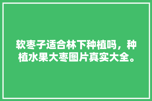 软枣子适合林下种植吗，种植水果大枣图片真实大全。 软枣子适合林下种植吗，种植水果大枣图片真实大全。 蔬菜种植