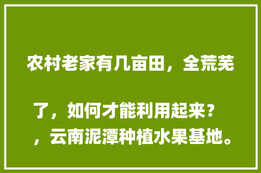 农村老家有几亩田，全荒芜了，如何才能利用起来？
，云南泥潭种植水果基地。