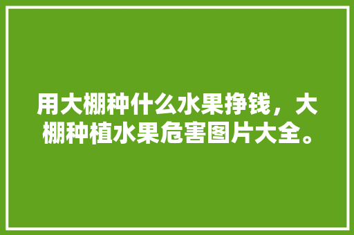 用大棚种什么水果挣钱，大棚种植水果危害图片大全。 用大棚种什么水果挣钱，大棚种植水果危害图片大全。 家禽养殖