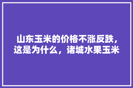 山东玉米的价格不涨反跌，这是为什么，诸城水果玉米种植基地。 山东玉米的价格不涨反跌，这是为什么，诸城水果玉米种植基地。 土壤施肥