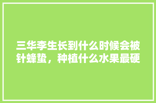 三华李生长到什么时候会被针蜂蛰，种植什么水果最硬实耐用。 三华李生长到什么时候会被针蜂蛰，种植什么水果最硬实耐用。 水果种植