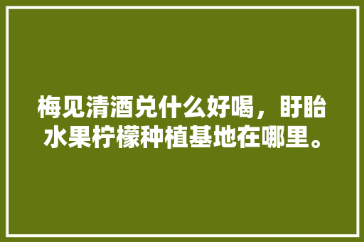 梅见清酒兑什么好喝，盱眙水果柠檬种植基地在哪里。 梅见清酒兑什么好喝，盱眙水果柠檬种植基地在哪里。 蔬菜种植