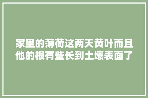 家里的薄荷这两天黄叶而且他的根有些长到土壤表面了这是怎么了，薄荷水果种植方法视频教程。 家里的薄荷这两天黄叶而且他的根有些长到土壤表面了这是怎么了，薄荷水果种植方法视频教程。 家禽养殖