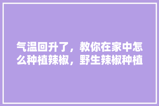 气温回升了，教你在家中怎么种植辣椒，野生辣椒种植水果要点有哪些。 气温回升了，教你在家中怎么种植辣椒，野生辣椒种植水果要点有哪些。 土壤施肥