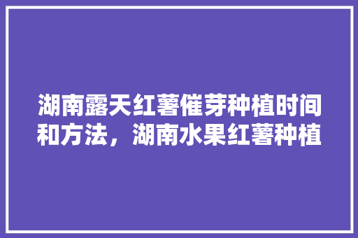 湖南露天红薯催芽种植时间和方法，湖南水果红薯种植基地在哪里。 湖南露天红薯催芽种植时间和方法，湖南水果红薯种植基地在哪里。 土壤施肥