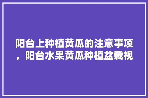 阳台上种植黄瓜的注意事项，阳台水果黄瓜种植盆栽视频。 阳台上种植黄瓜的注意事项，阳台水果黄瓜种植盆栽视频。 家禽养殖