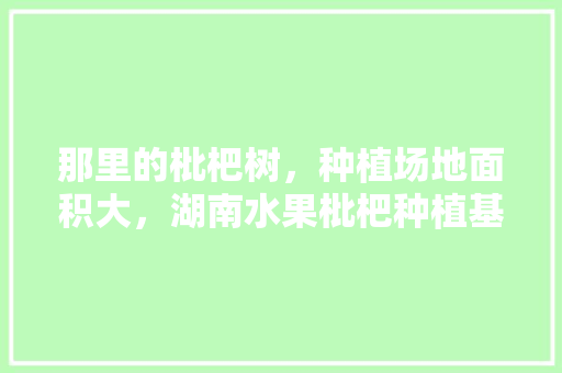 那里的枇杷树，种植场地面积大，湖南水果枇杷种植基地在哪里。 那里的枇杷树，种植场地面积大，湖南水果枇杷种植基地在哪里。 蔬菜种植