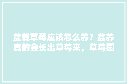 盆栽草莓应该怎么养？盆养真的会长出草莓来，草莓园水果种植方法。 盆栽草莓应该怎么养？盆养真的会长出草莓来，草莓园水果种植方法。 水果种植