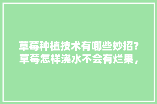 草莓种植技术有哪些妙招？草莓怎样浇水不会有烂果，种植水果草莓小妙招视频。 草莓种植技术有哪些妙招？草莓怎样浇水不会有烂果，种植水果草莓小妙招视频。 蔬菜种植