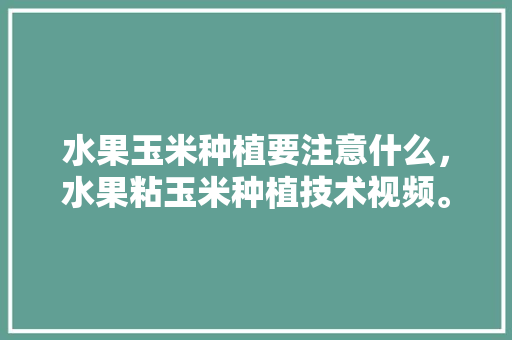 水果玉米种植要注意什么，水果粘玉米种植技术视频。 蔬菜种植