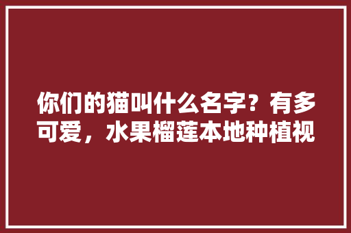 你们的猫叫什么名字？有多可爱，水果榴莲本地种植视频教程。 你们的猫叫什么名字？有多可爱，水果榴莲本地种植视频教程。 土壤施肥