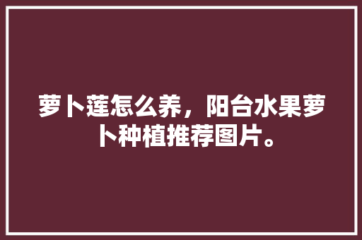 萝卜莲怎么养，阳台水果萝卜种植推荐图片。 萝卜莲怎么养，阳台水果萝卜种植推荐图片。 蔬菜种植