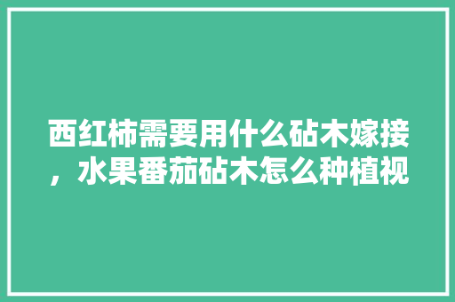 西红柿需要用什么砧木嫁接，水果番茄砧木怎么种植视频。 西红柿需要用什么砧木嫁接，水果番茄砧木怎么种植视频。 蔬菜种植