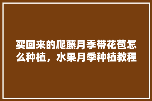 买回来的爬藤月季带花苞怎么种植，水果月季种植教程视频大全。 买回来的爬藤月季带花苞怎么种植，水果月季种植教程视频大全。 土壤施肥