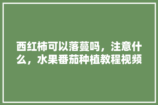 西红柿可以落蔓吗，注意什么，水果番茄种植教程视频大全。 西红柿可以落蔓吗，注意什么，水果番茄种植教程视频大全。 水果种植