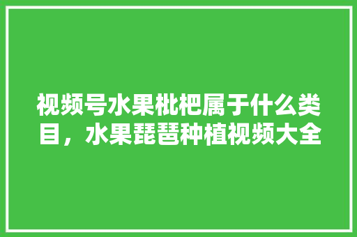 视频号水果枇杷属于什么类目，水果琵琶种植视频大全图片。