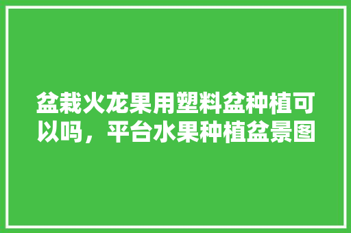 盆栽火龙果用塑料盆种植可以吗，平台水果种植盆景图片。