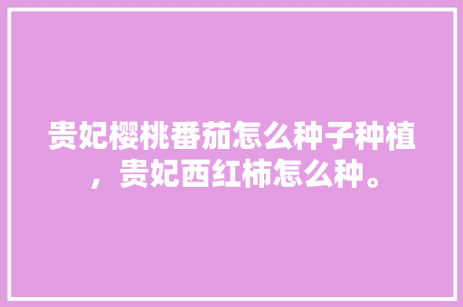 贵妃樱桃番茄怎么种子种植，贵妃西红柿怎么种。