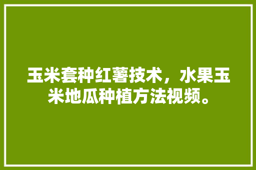 玉米套种红薯技术，水果玉米地瓜种植方法视频。