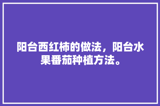 阳台西红柿的做法，阳台水果番茄种植方法。