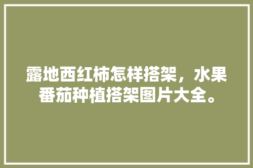 露地西红柿怎样搭架，水果番茄种植搭架图片大全。