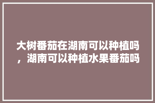 大树番茄在湖南可以种植吗，湖南可以种植水果番茄吗视频。