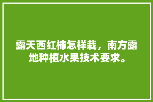 露天西红柿怎样栽，南方露地种植水果技术要求。 水果种植