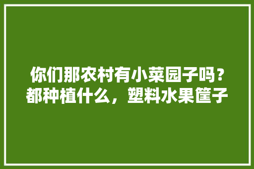 你们那农村有小菜园子吗？都种植什么，塑料水果筐子种植蔬菜好吗。