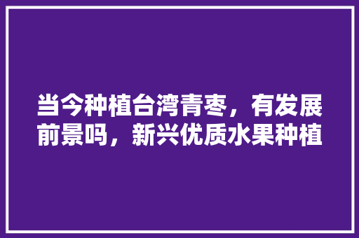 当今种植台湾青枣，有发展前景吗，新兴优质水果种植基地名单。