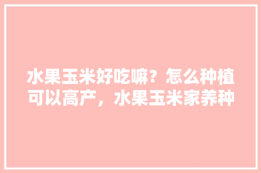 水果玉米好吃嘛？怎么种植可以高产，水果玉米家养种植方法视频。