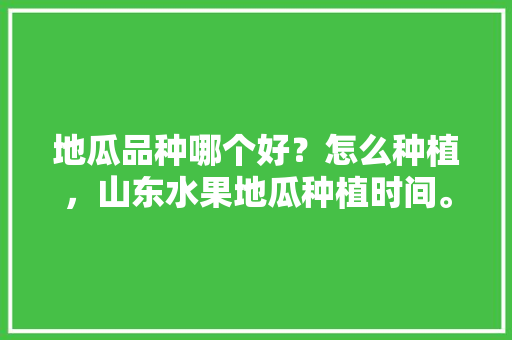 地瓜品种哪个好？怎么种植，山东水果地瓜种植时间。