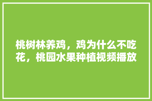 桃树林养鸡，鸡为什么不吃花，桃园水果种植视频播放。