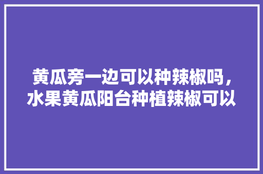 黄瓜旁一边可以种辣椒吗，水果黄瓜阳台种植辣椒可以吗。