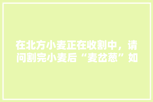 在北方小麦正在收割中，请问割完小麦后“麦岔葱”如何种植，扶沟水果黄瓜种植时间表。 畜牧养殖