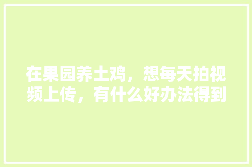 在果园养土鸡，想每天拍视频上传，有什么好办法得到推荐，黄皮子水果种植方法视频。 土壤施肥