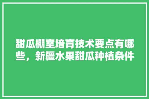 甜瓜棚室培育技术要点有哪些，新疆水果甜瓜种植条件是什么。 水果种植