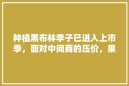 种植黑布林李子已进入上市季，面对中间商的压价，果农如何应对才能摆脱李子滞销困境，黑布林水果种植技术视频。 蔬菜种植