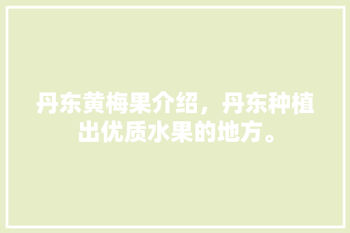 丹东黄梅果介绍，丹东种植出优质水果的地方。 水果种植