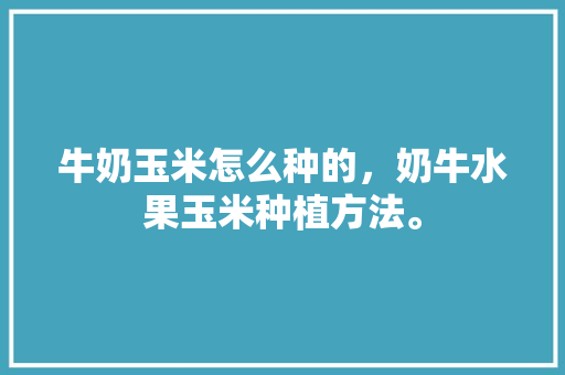 牛奶玉米怎么种的，奶牛水果玉米种植方法。