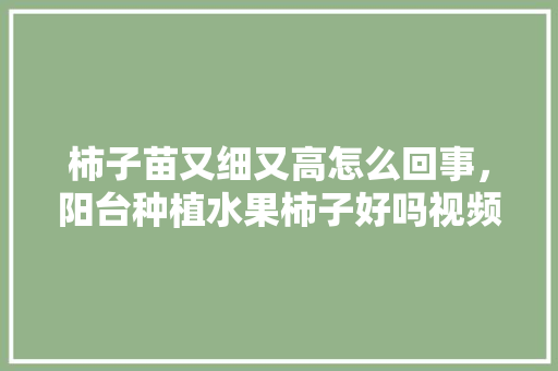 柿子苗又细又高怎么回事，阳台种植水果柿子好吗视频。