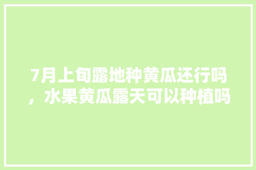 7月上旬露地种黄瓜还行吗，水果黄瓜露天可以种植吗。