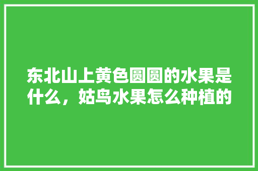 东北山上黄色圆圆的水果是什么，姑鸟水果怎么种植的。 土壤施肥