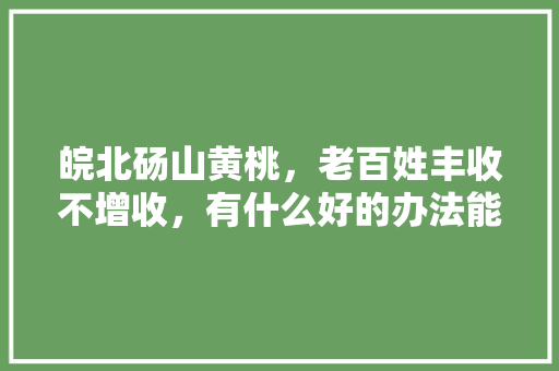 皖北砀山黄桃，老百姓丰收不增收，有什么好的办法能使老百姓增收，皖北秋天种植的水果有哪些。 畜牧养殖