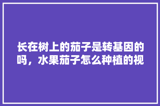 长在树上的茄子是转基因的吗，水果茄子怎么种植的视频。 蔬菜种植