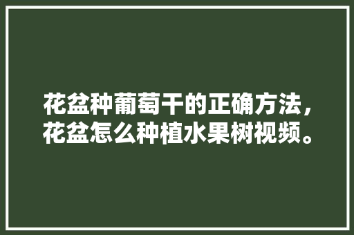 花盆种葡萄干的正确方法，花盆怎么种植水果树视频。 蔬菜种植