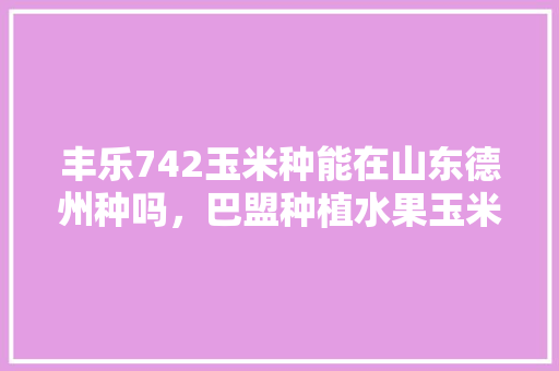 丰乐742玉米种能在山东德州种吗，巴盟种植水果玉米的地方。 土壤施肥