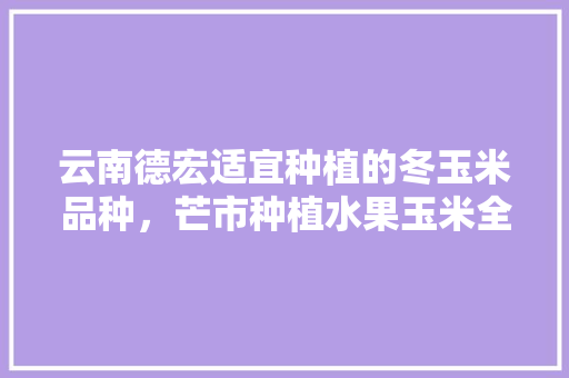 云南德宏适宜种植的冬玉米品种，芒市种植水果玉米全景图。 家禽养殖